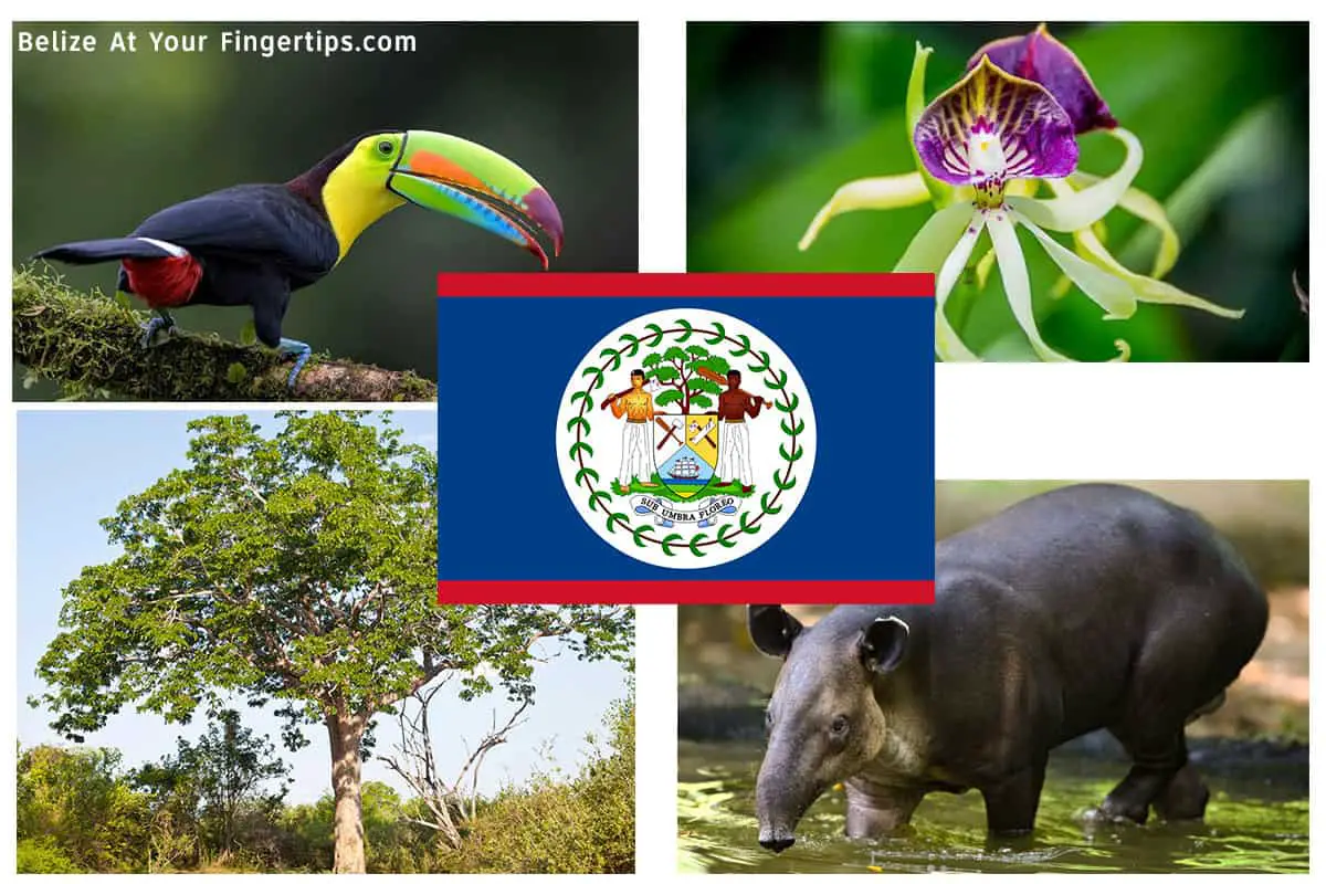 National Symbols of Belize