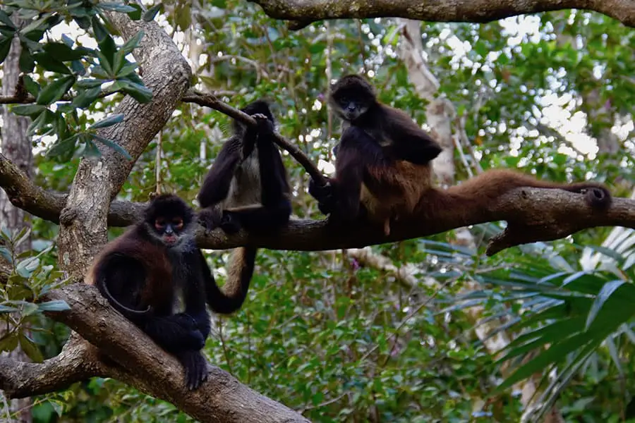Belize Zoo Spider Monkey