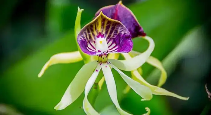 Belize National Flower Black Orchid