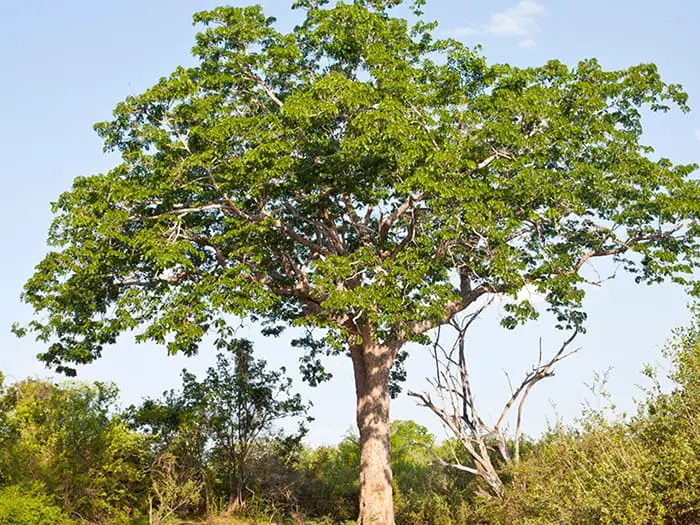 National Tree of Belize Mahogany tree