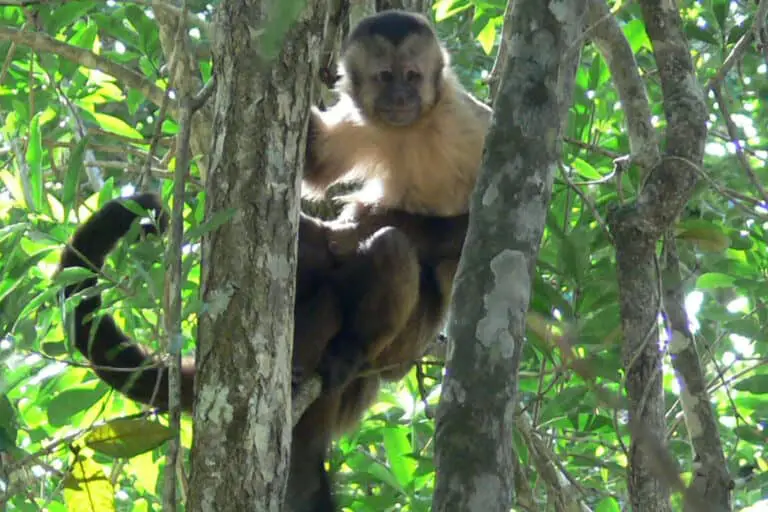 Belize District, Belize: Food, Culture, Things to Do