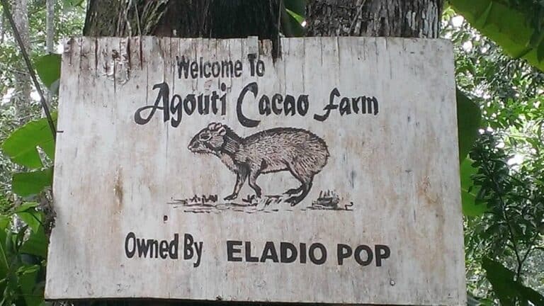 agouti cacao farm