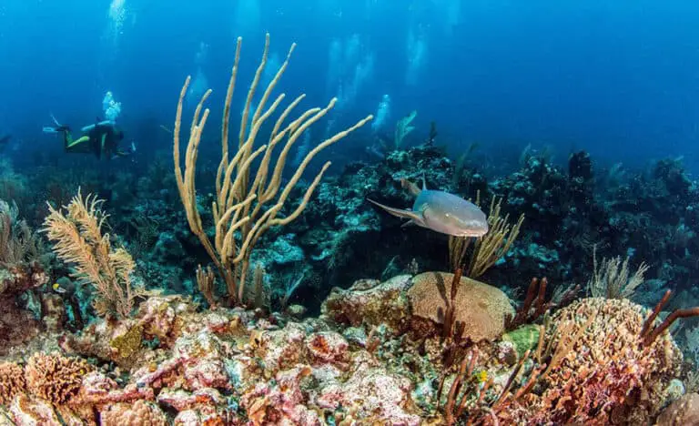 Ambergris Caye Belize Diving