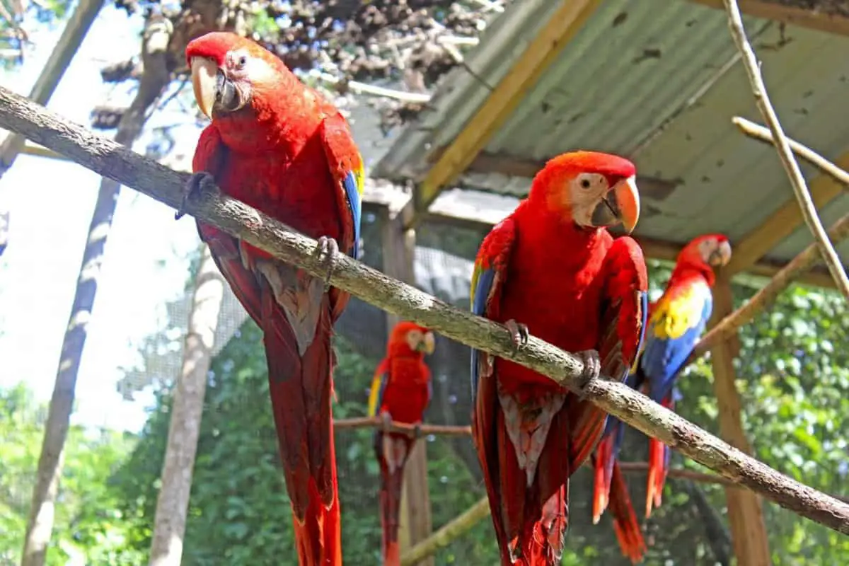 Scarlet Macaws - Red Bank Village - Belize