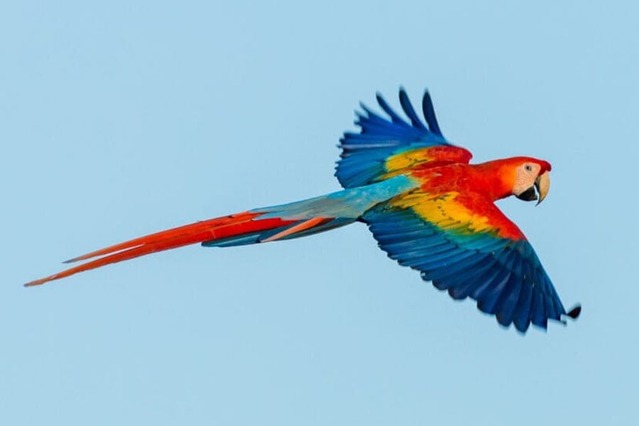 Scarlet Macaw